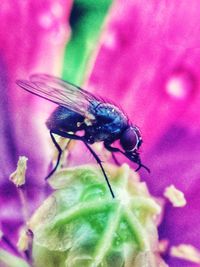insect