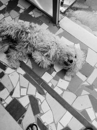 High angle view of dog relaxing on floor