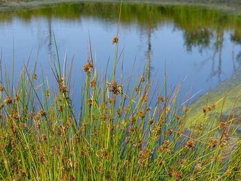 Plants growing in lake