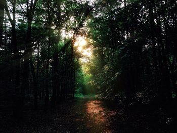 Road passing through forest