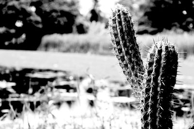 Close-up of plant against blurred background