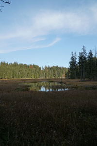 Scenic view of trees on field against sky