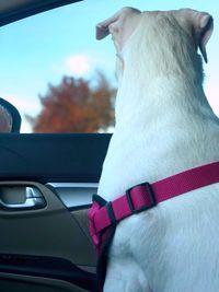 Close-up of a dog in car