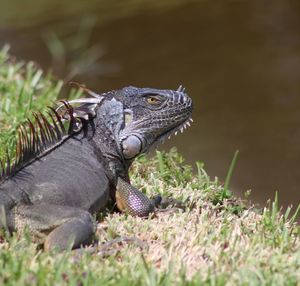 Close-up of a turtle on field