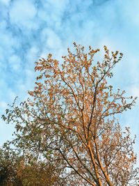 Low angle view of cherry blossoms in spring