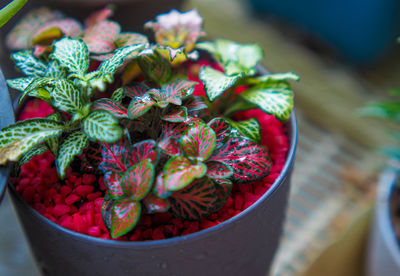 High angle view of potted plant