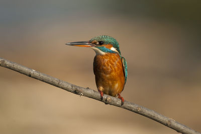 Close-up of bird perching on branch