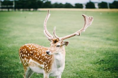 Portrait of deer on grassy field