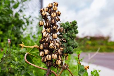 Close-up of pine cone on tree against sky