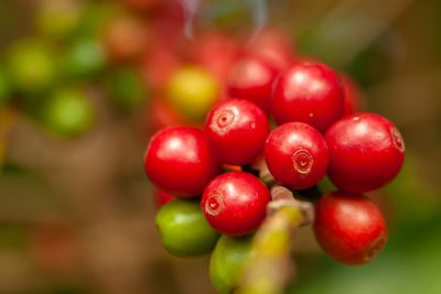 Close-up of red berries growing on plant