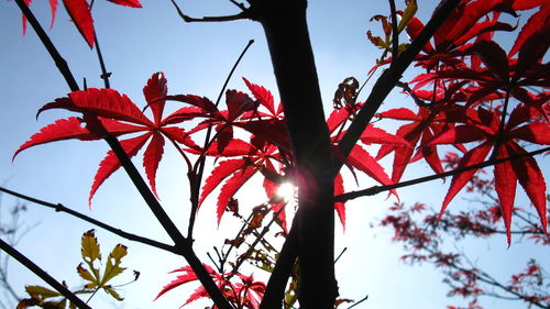 Low angle view of red tree against sky