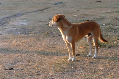 Side view of dog standing on field