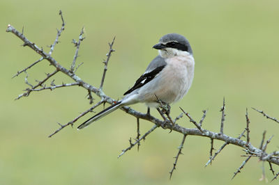 Close-up of bird perching on branch