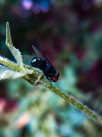 Close-up of insect