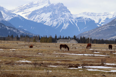 Horses in a field against view of mountains 