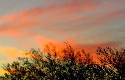 Low angle view of trees against cloudy sky