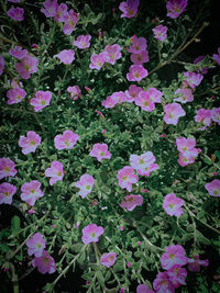 High angle view of pink flowering plants