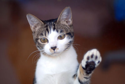 Brown tabby kitten playing kung fu