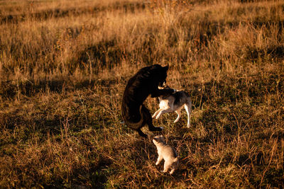 Side view of dogs play on the field