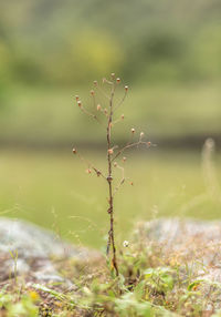 Close-up of plant growing on field