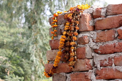 Close-up of marigold guirland hanging at brick wall