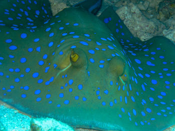 Close-up of fish in sea