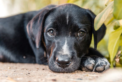 Close-up portrait of a dog