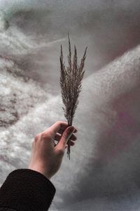 Close-up of hand holding plant