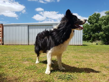 Dog standing on field against sky