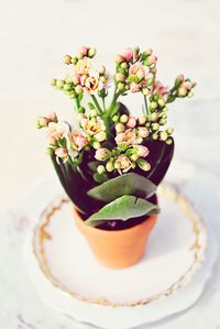 Close-up of flowers