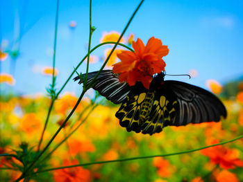 Close-up of butterfly on orange flower