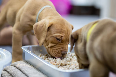 Close-up of dog on table