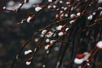 Close-up of cherry blossom on tree