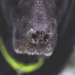 Close-up portrait of a cat