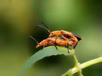 Close-up of insect on leaf