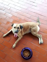 Puppy sitting on floor