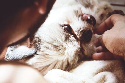 Close-up of hand holding cat