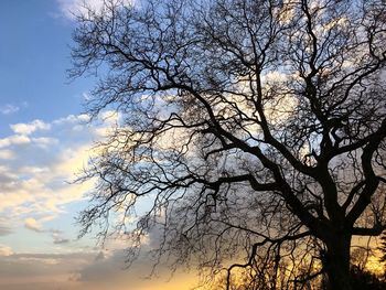 Low angle view of bare trees against sky
