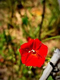 Close-up of red leaf