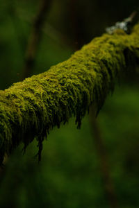 Close-up of moss growing on tree trunk