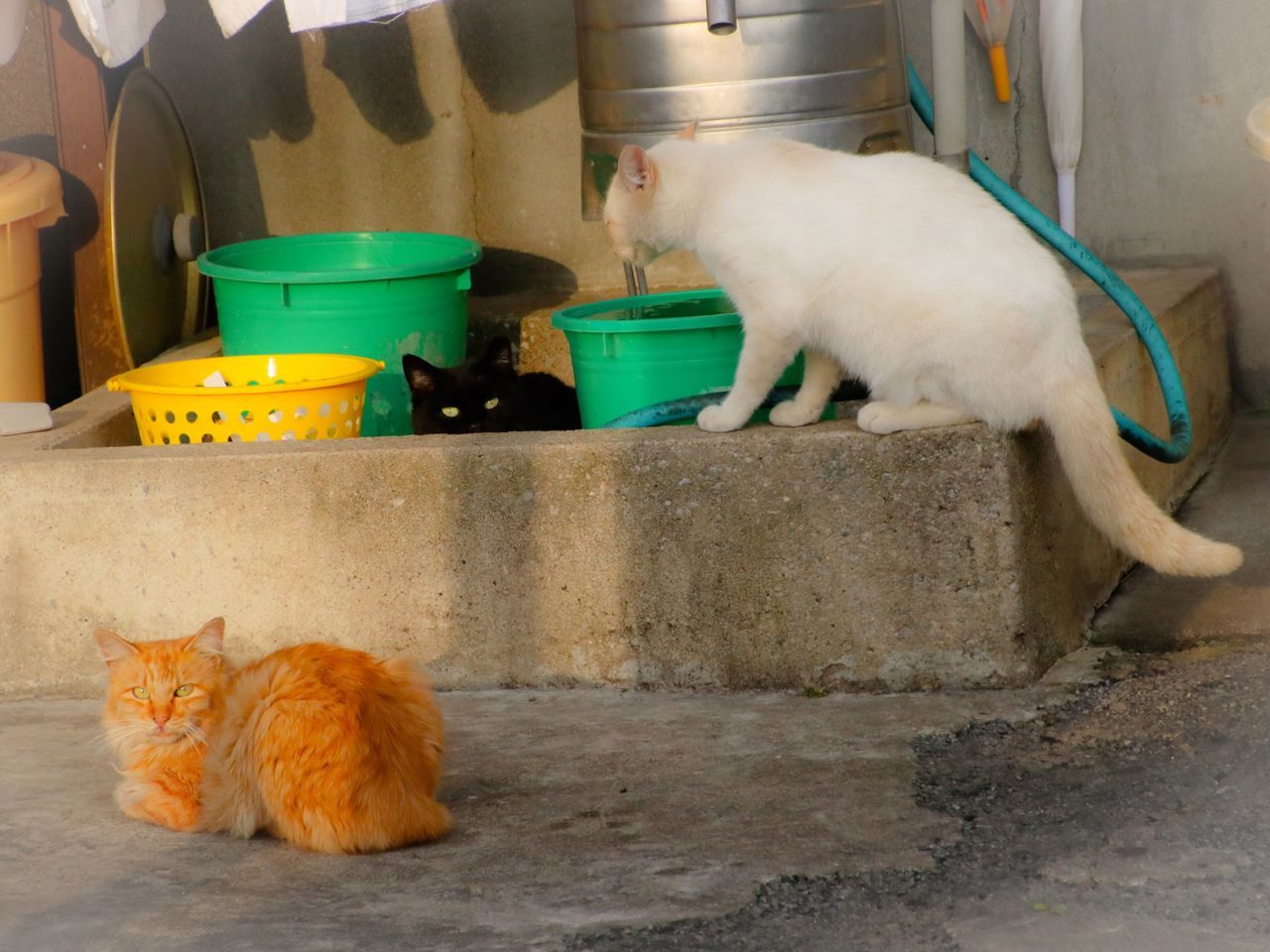 domestic animals, pets, mammal, animal themes, one animal, dog, sleeping, relaxation, indoors, domestic cat, lying down, cat, full length, resting, sitting, wall - building feature, day, two animals, feline, no people