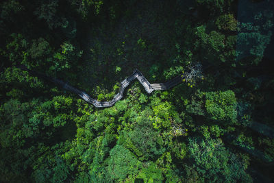 High angle view of footpath amidst trees in forest