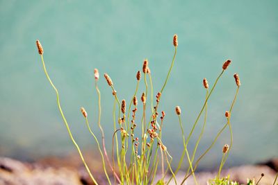 Close-up of red flowering plant on field