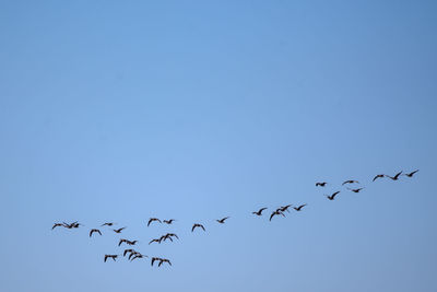 Low angle view of birds flying in sky