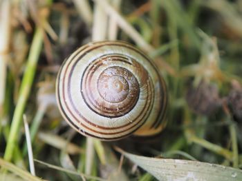 Close-up of snail on plant