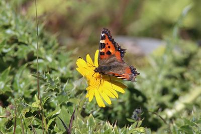 Butterfly on yellow flower