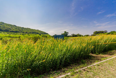 Scenic view of field against sky