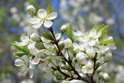 Close-up of white flowers