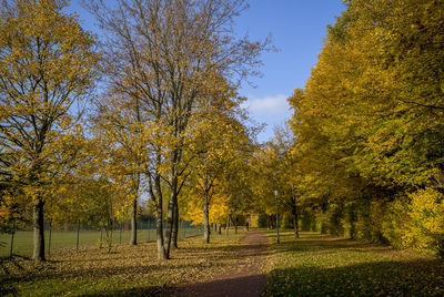 Trees in park during autumn