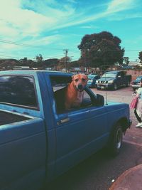 Portrait of dog on car against sky